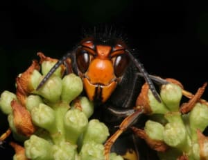 Beekeepers call on the public to help fight record Asian hornet invasion