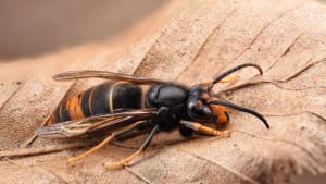 Recording of Asian hornet conference 2021