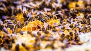 What other things do bees make besides honey?