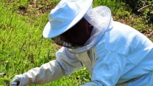 Becoming a Beekeeper
