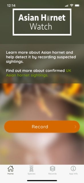 Photo of asian hornet watch app