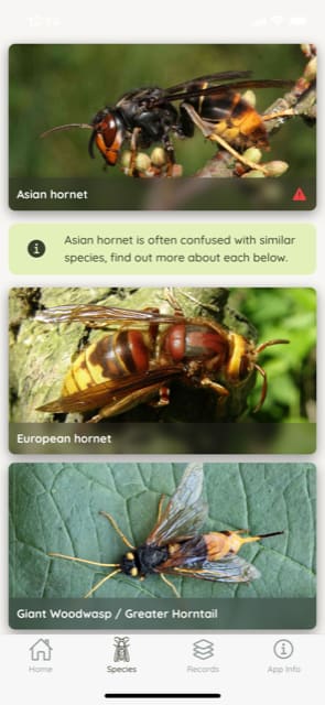Photo of asian hornet watch app