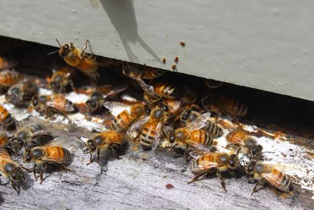 Italian Bees 