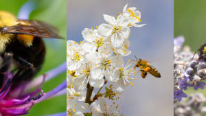 What UK Beekeepers are doing to Support World Bee Day