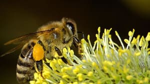 30 NGOs including BBKA send Pollinator letter to European Commission