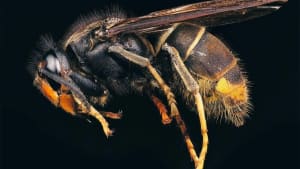 First Asian hornet of 2019 found in Hampshire