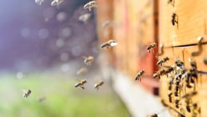 Covid Safe Beekeeping Practicals