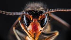 Asian hornet resources