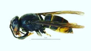 First Confirmed UK Sighting of Asian Hornet in 2021