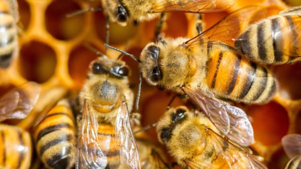 What other things do bees make besides honey?