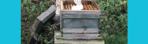 BBKA News – Feeding Honey Bees