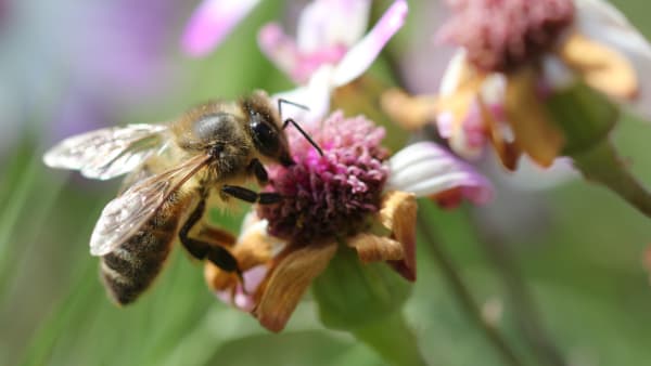 Online data base of pollinator interactions