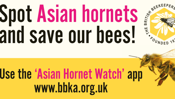 BBKA Asian Hornet Artwork