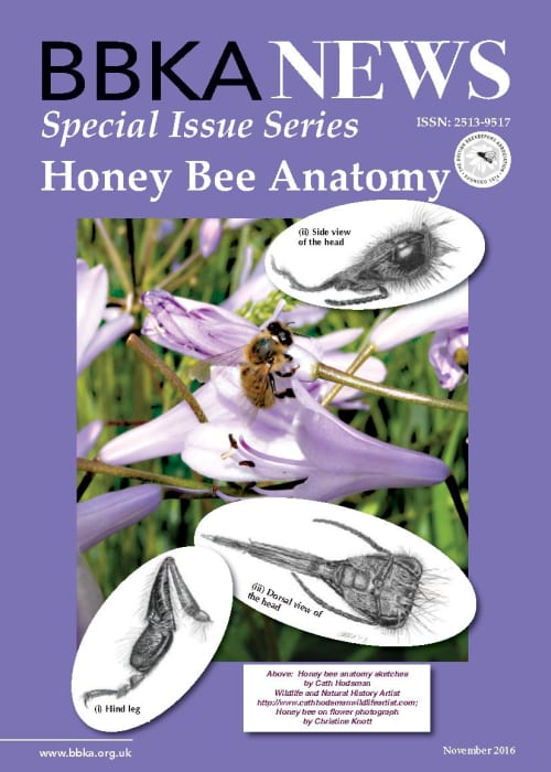 BBKA News – Honey Bee Anatomy