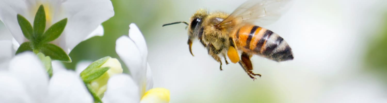 Planning Documents for Schools Considering Keeping Honey Bees