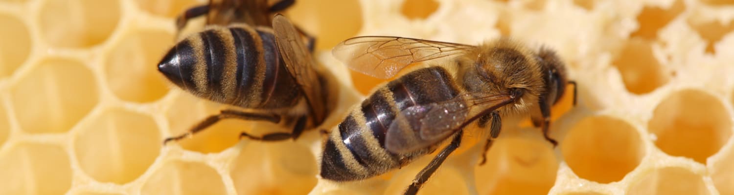 Are Disabilities Barriers to Beekeeping?
