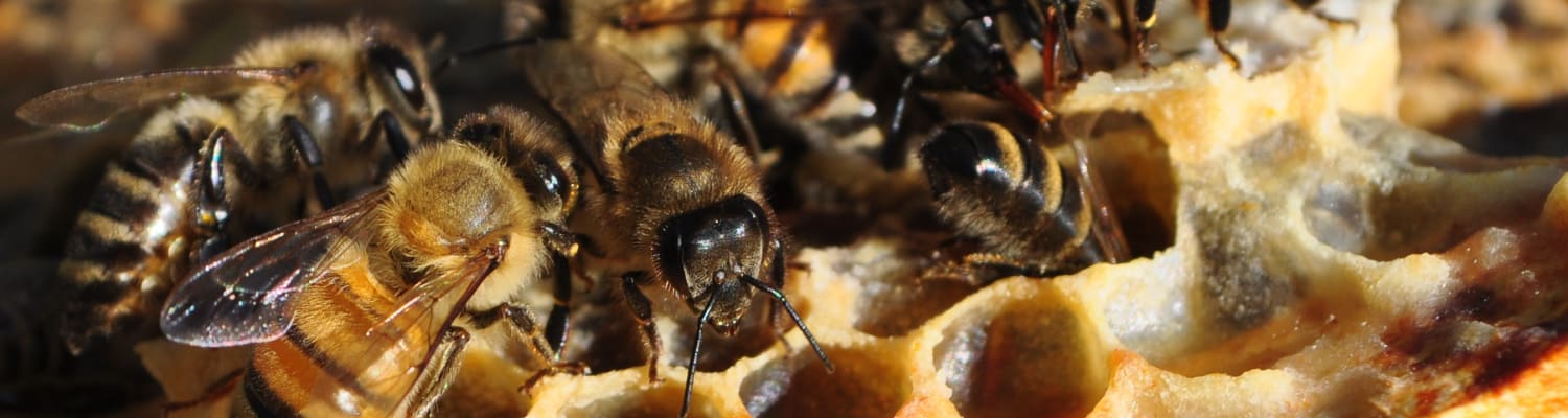 Does bee behaviour reflect their heritage?