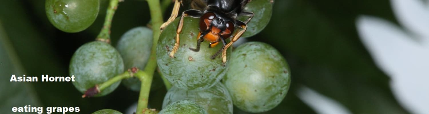 A Nest Destroyed &amp; Another Confirmed Sighting of Asian Hornets