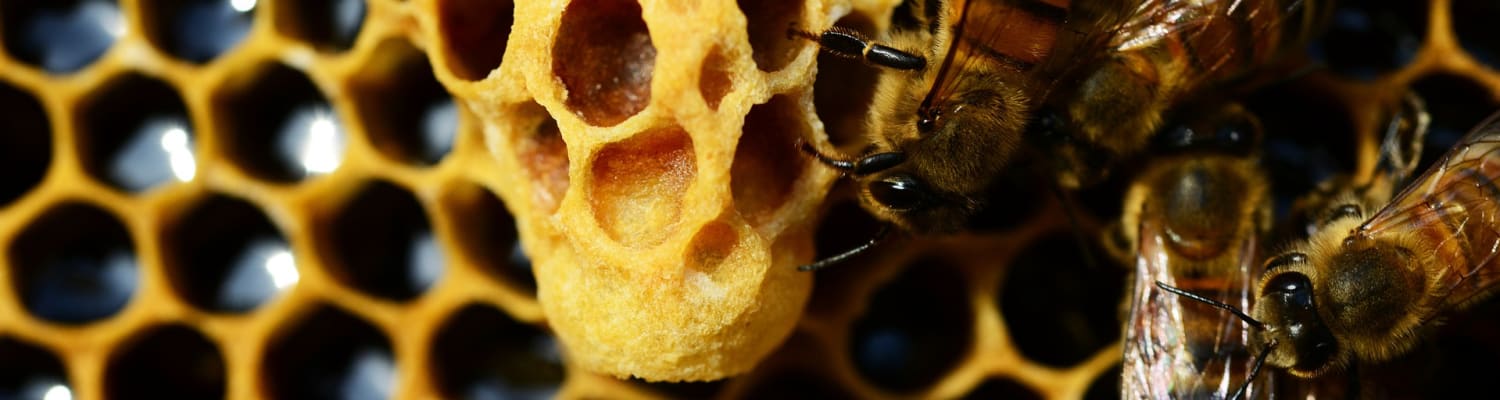Help the honey bees