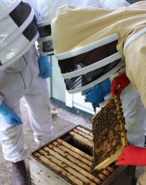 Becoming a Beekeeper