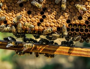New BBKA Chair despairs at continuing permitted use of bee poisons
