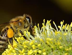 30 NGOs including BBKA send Pollinator letter to European Commission