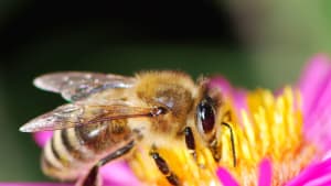 World Bee Day