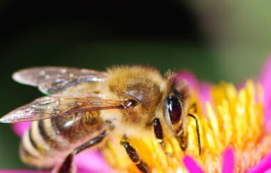 World Bee Day