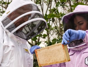 Honey Heroes Competition launched by Ocado