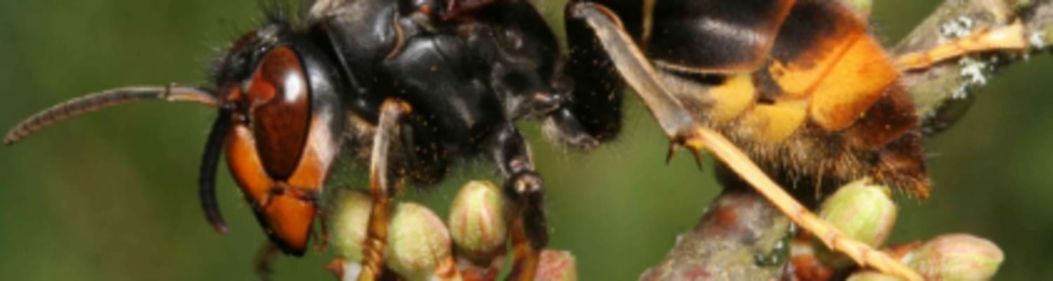 First confirmed sighting of Asian Hornet says DEFRA