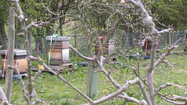 March In the Apiary