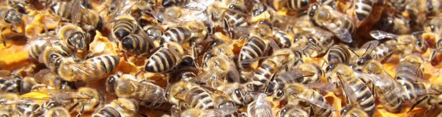 British​ ​Beekeepers​ ​are​ ​Losing​ ​Fewer​ ​Bees​ ​over Winter