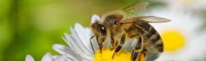 Save the Bees