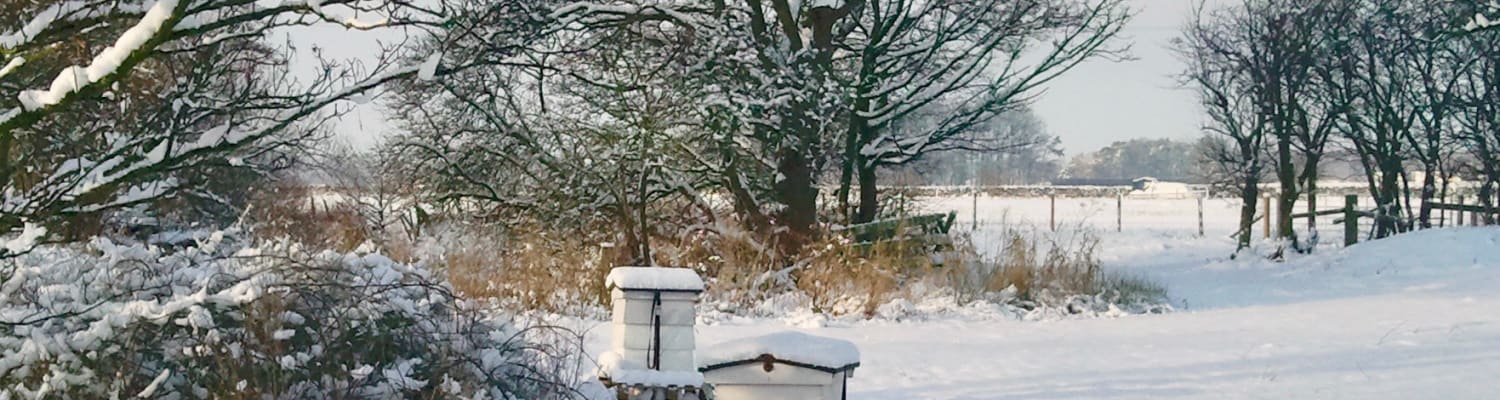 English honeybees suffered badly this winter