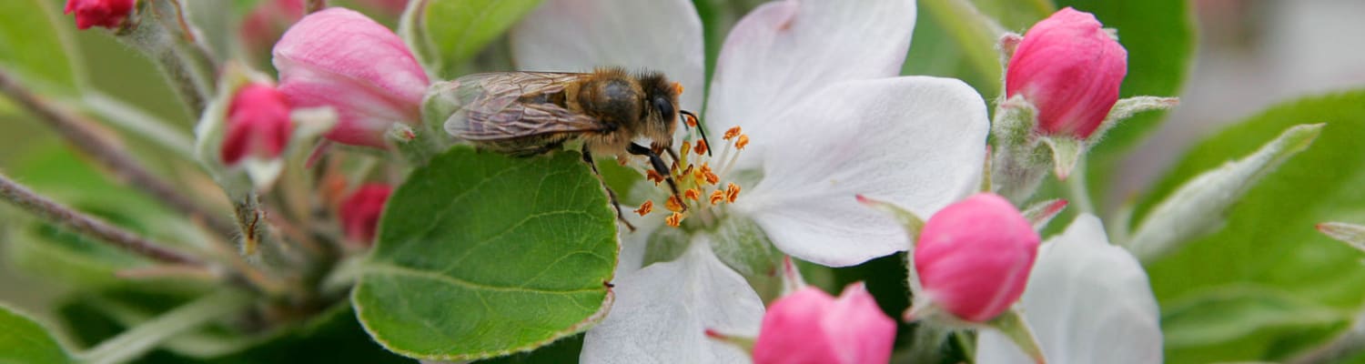 BBKA says &quot;plant or protect&quot; for World Bee Day