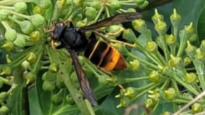 Identify & Report Yellow-Legged Asian Hornet