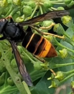 Yellow-Legged Asian Hornet