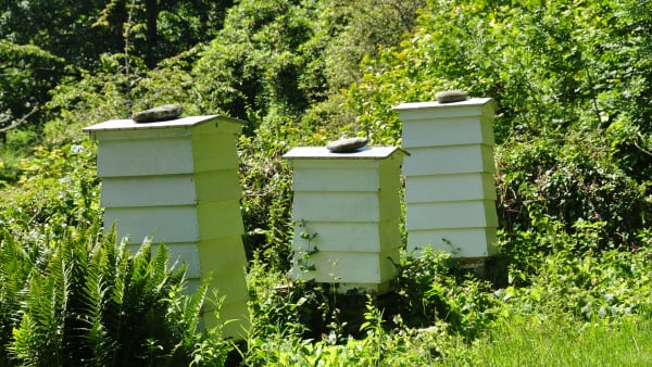 Find Beekeeping Near You
