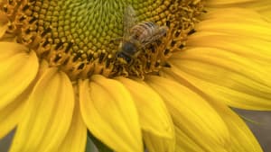 Bees' Needs Week