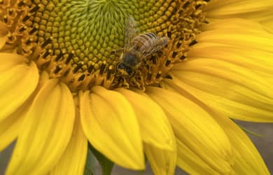 Bees' Needs Week