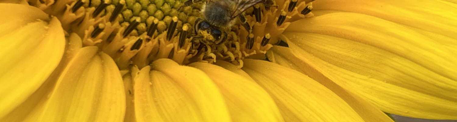 Bees' Needs Week