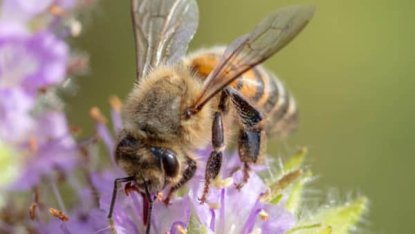 The beekeeping year