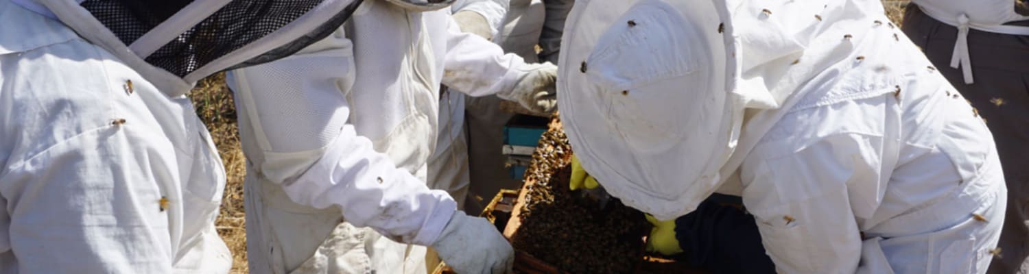 Practical beekeeping Videos