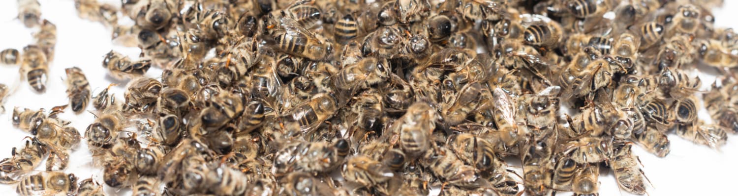 Government permits use of bee poison