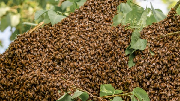 Honeybee Swarms