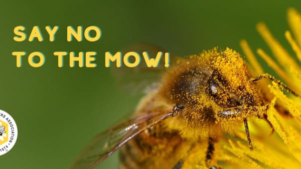 Say no to the mow!