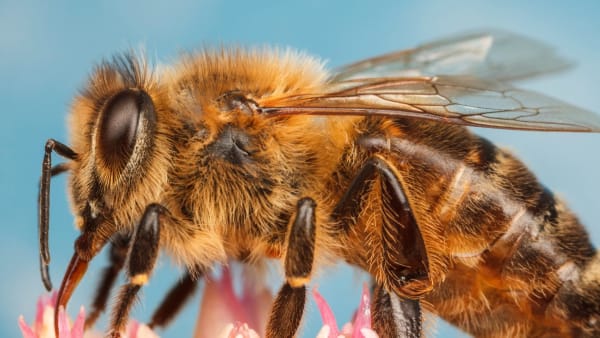 Fascinating Facts about Honey Bees