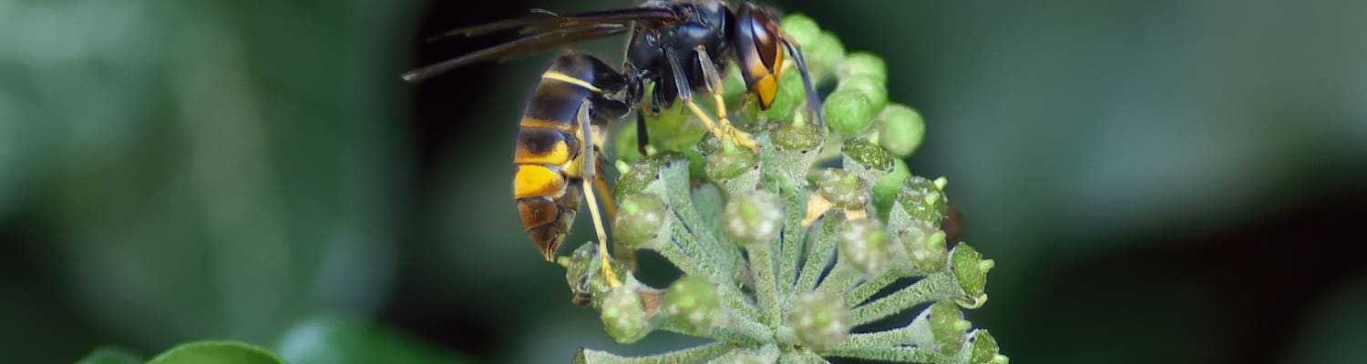 Help the Fight Against the Asian Hornet Invasion