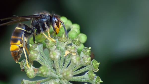 Help the Fight Against the Asian Hornet Invasion