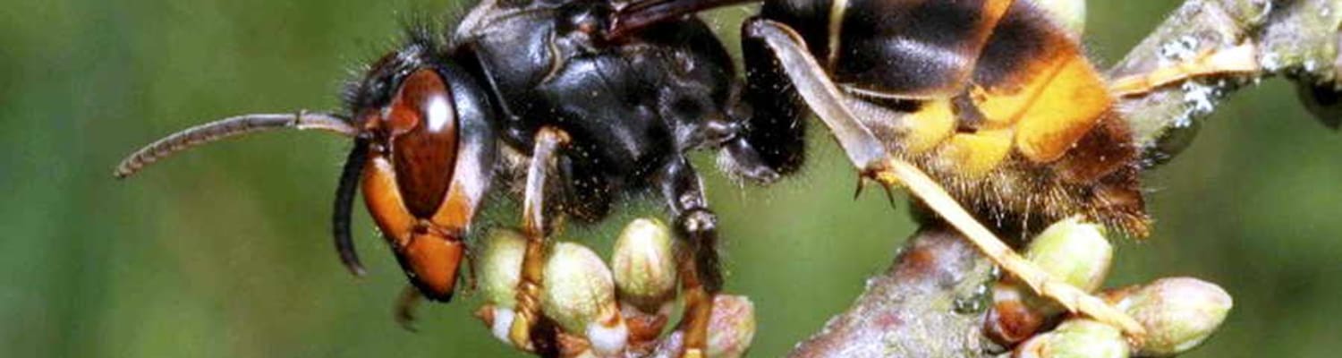 First Asian Hornet sighted &amp; confirmed in North Devon